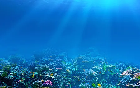 海洋 鱼 珊瑚 自然 海洋生物 植物 电脑壁纸 8K壁纸