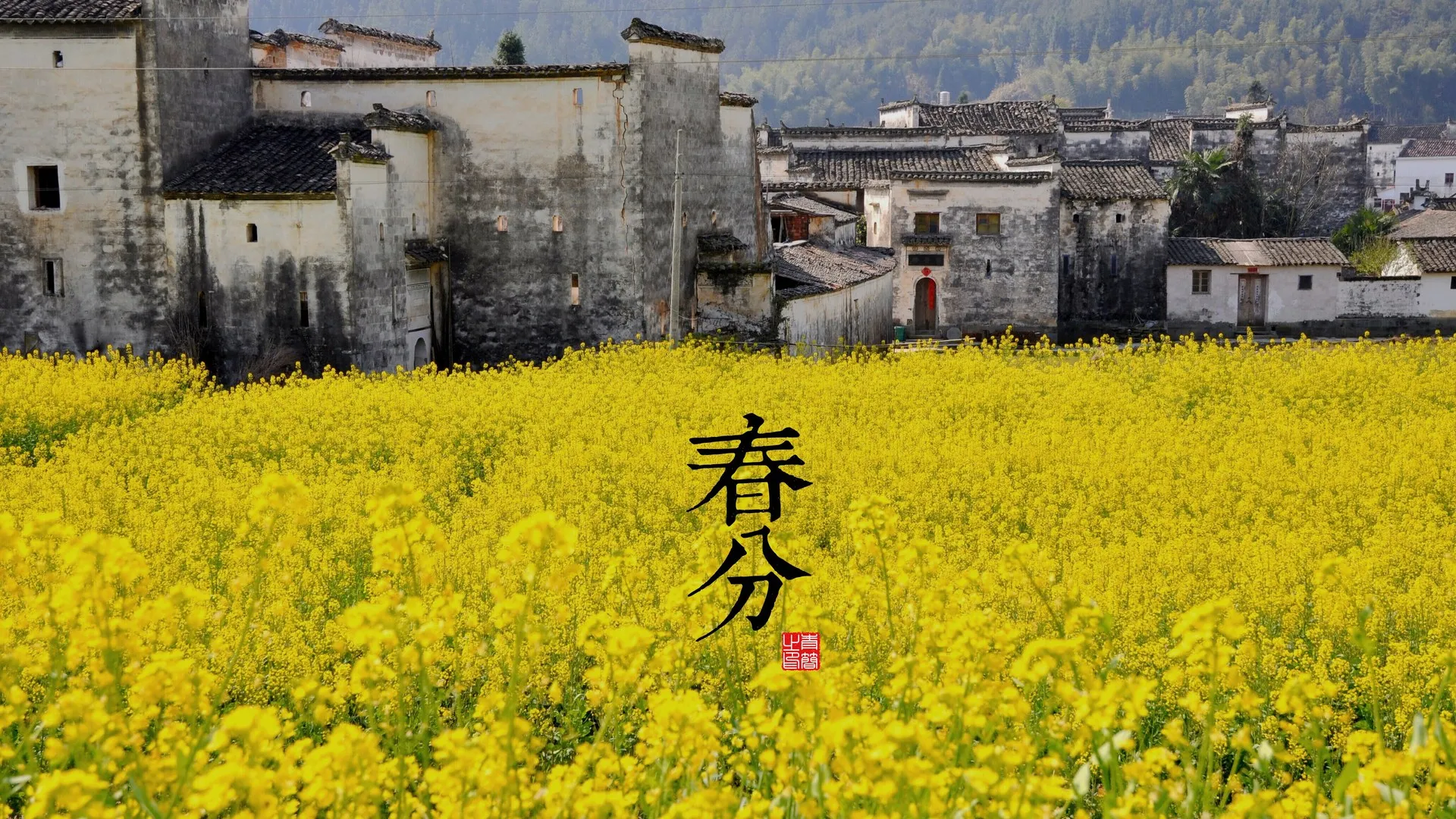 田野 植物 花 节日 黄色 建筑 电脑壁纸 4K壁纸