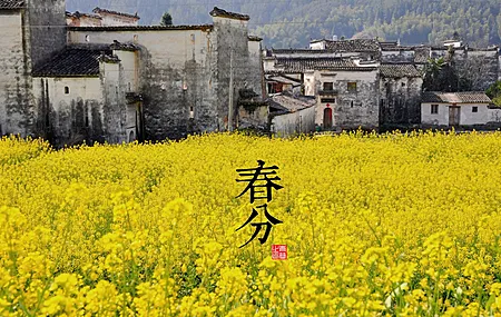 田野 植物 花 节日 黄色 建筑 电脑壁纸 4K壁纸