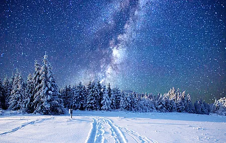 松树 雪 景观 星星 冬天 星空 森林 电脑壁纸 4K壁纸