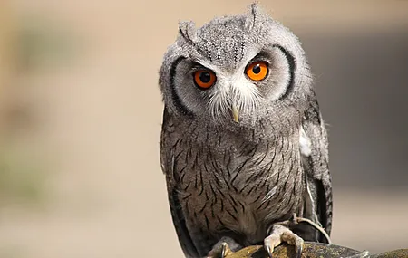 动物 猫头鹰 鸟 自然 电脑壁纸 4K壁纸