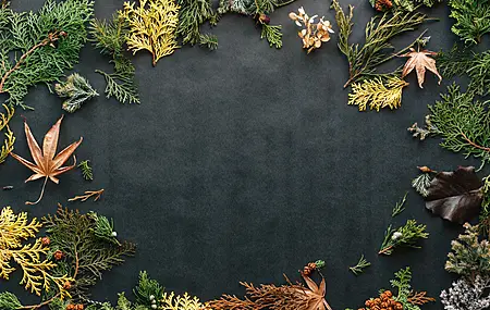 自然 树叶 植物 秋天  电脑壁纸 4K壁纸