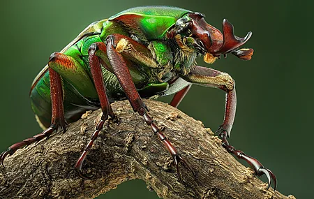 甲虫 树枝 昆虫 自然 极简主义 特写 简单背景  电脑壁纸 4K壁纸