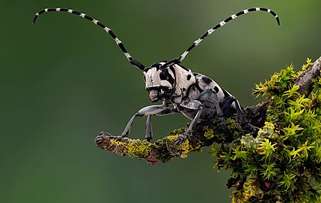 甲虫 昆虫 苔藓 长角 动物 自然 风景 电脑壁纸 4K壁纸