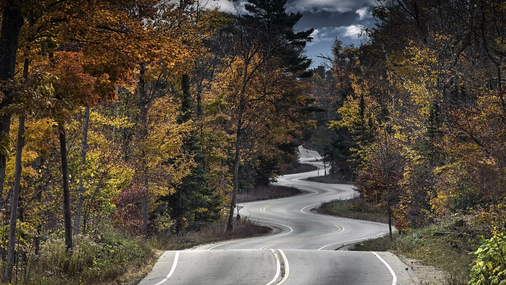 自然 树木 道路 深林 秋天 树叶 电脑壁纸 4K壁纸