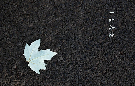 树叶 秋天 摄影 AI艺术 地面 简单背景 简约 电脑壁纸 4K壁纸