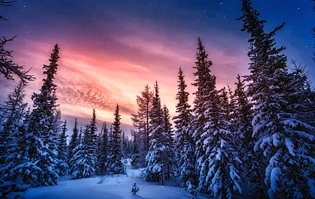 自然 森林 天空 冬天 雪 云  电脑壁纸 4K壁纸