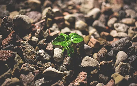 树叶 阳光 石头 鹅卵石 宏观 棕色  电脑壁纸 4K壁纸