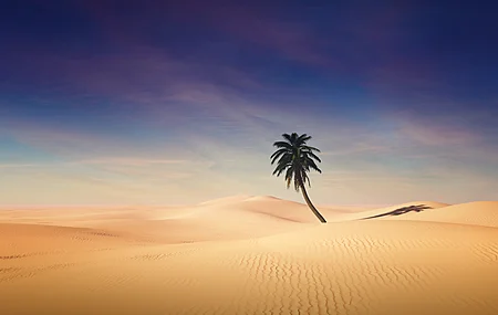 沙漠 棕榈树 云彩 简单 风景 自然 电脑壁纸 4K壁纸