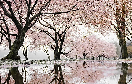 樱花 倒影 树 花 水 自然 春天  电脑壁纸 4K壁纸