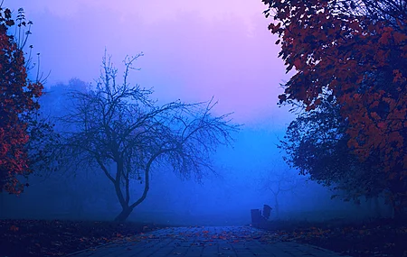 雾霾 薄雾 森林 公园 蓝色 早晨 自然 秋天  电脑壁纸 4K壁纸