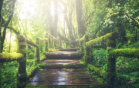 自然 风景 树木 苔藓 森林 木材 阳光 户外  电脑壁纸 4K壁纸