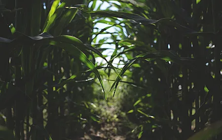 叶 景深 散景 阳光 植物  电脑壁纸 4K壁纸