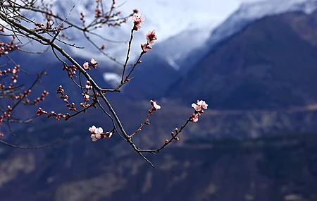 西藏 中国 雪峰 梅花 自然 景观 山脉 电脑壁纸 8K壁纸