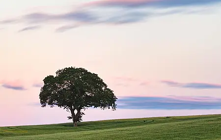 苏格兰 自然 风景 云 日落 田野 树木 天空 简单背景  电脑壁纸 4K壁纸