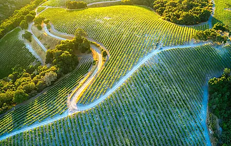 鸟瞰 葡萄园 日出 风景 绿色 治愈 清新 电脑壁纸 4K壁纸