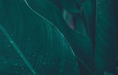 树叶 水滴 水 雨  绿色 植物 清新 治愈 护眼 电脑壁纸 4K壁纸