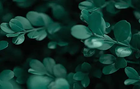 摄影 植物 树叶 绿色 护眼 清新 治愈 灌木  电脑壁纸 4K壁纸