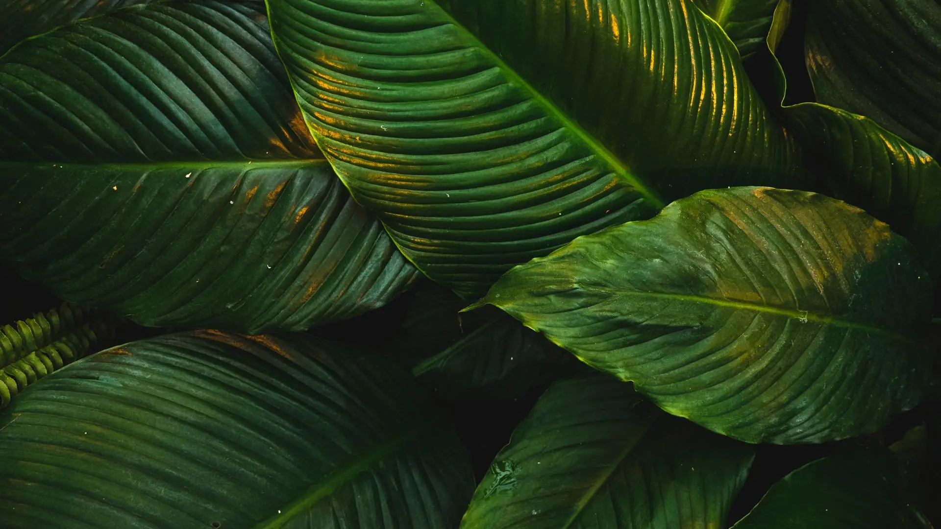 自然 树叶 绿色 植物 清新 护眼 电脑壁纸 4K壁纸