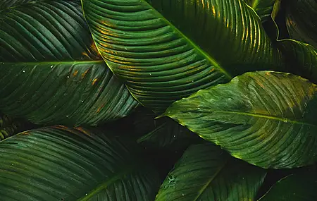 自然 树叶 绿色 植物 清新 护眼 电脑壁纸 4K壁纸