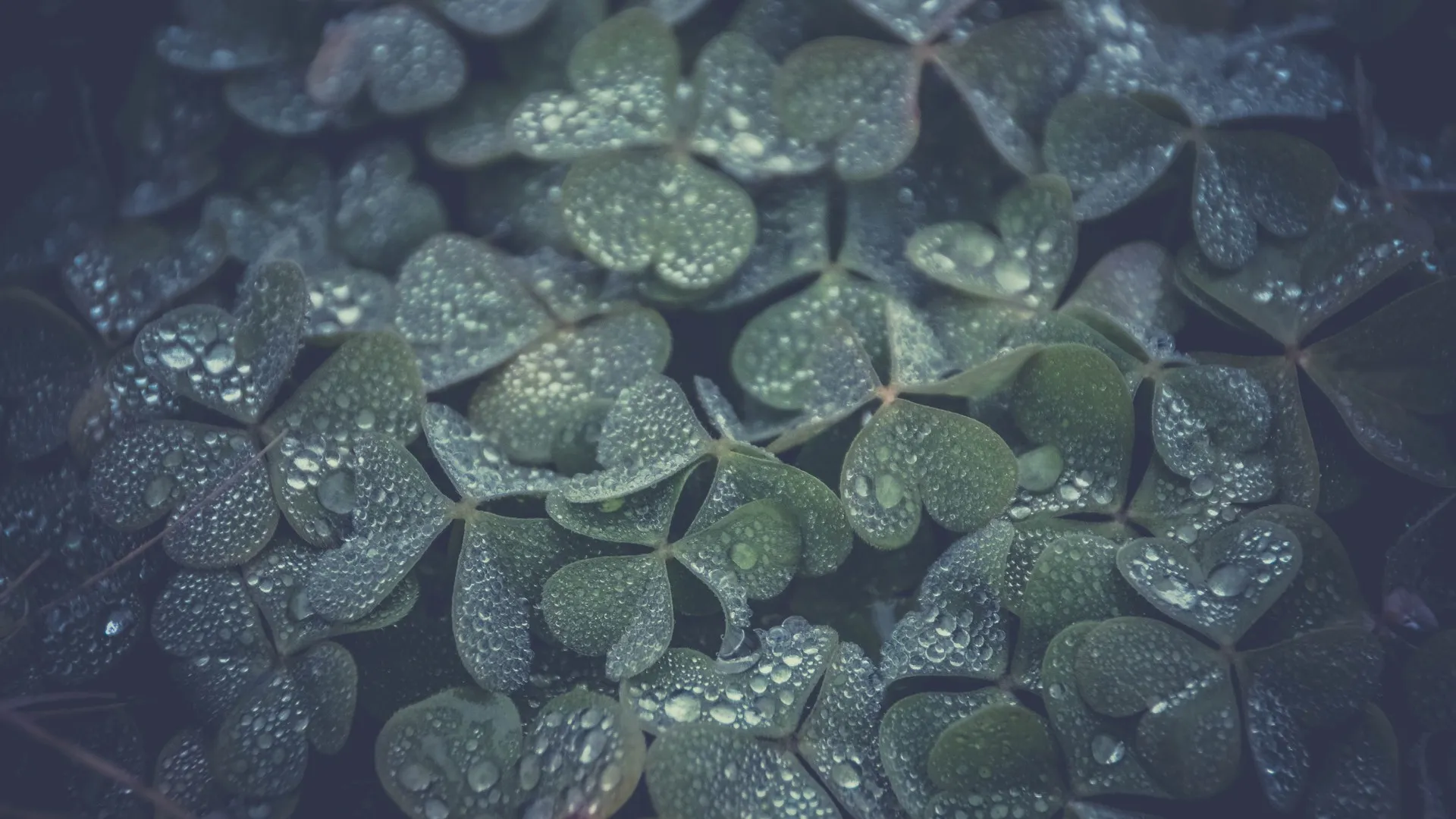 三叶草 水滴 植物 绿色 治愈 清新 护眼 电脑壁纸 4K壁纸