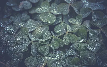 三叶草 水滴 植物 绿色 治愈 清新 护眼 电脑壁纸 4K壁纸