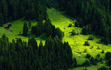 自然 风景 树木 松树 小山 森林 小屋 草 绿色 护眼 电脑壁纸 4K壁纸