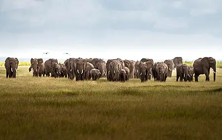 自然 景观 草 大象 鸟类 云  电脑壁纸 8K壁纸
