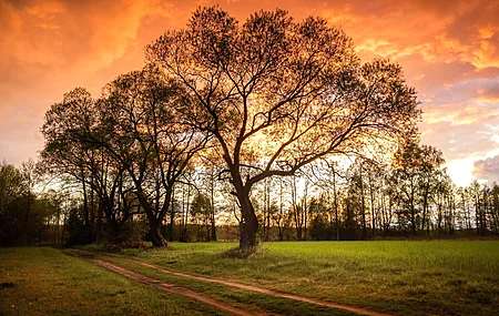 树木 景观 自然 日落 森林 草坪 绿色  电脑壁纸 4K壁纸