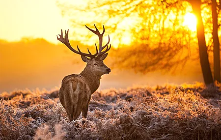 鹿 动物 自然 风景 阳光 动物 橙子 霜冻 雄鹿  电脑壁纸 4K壁纸