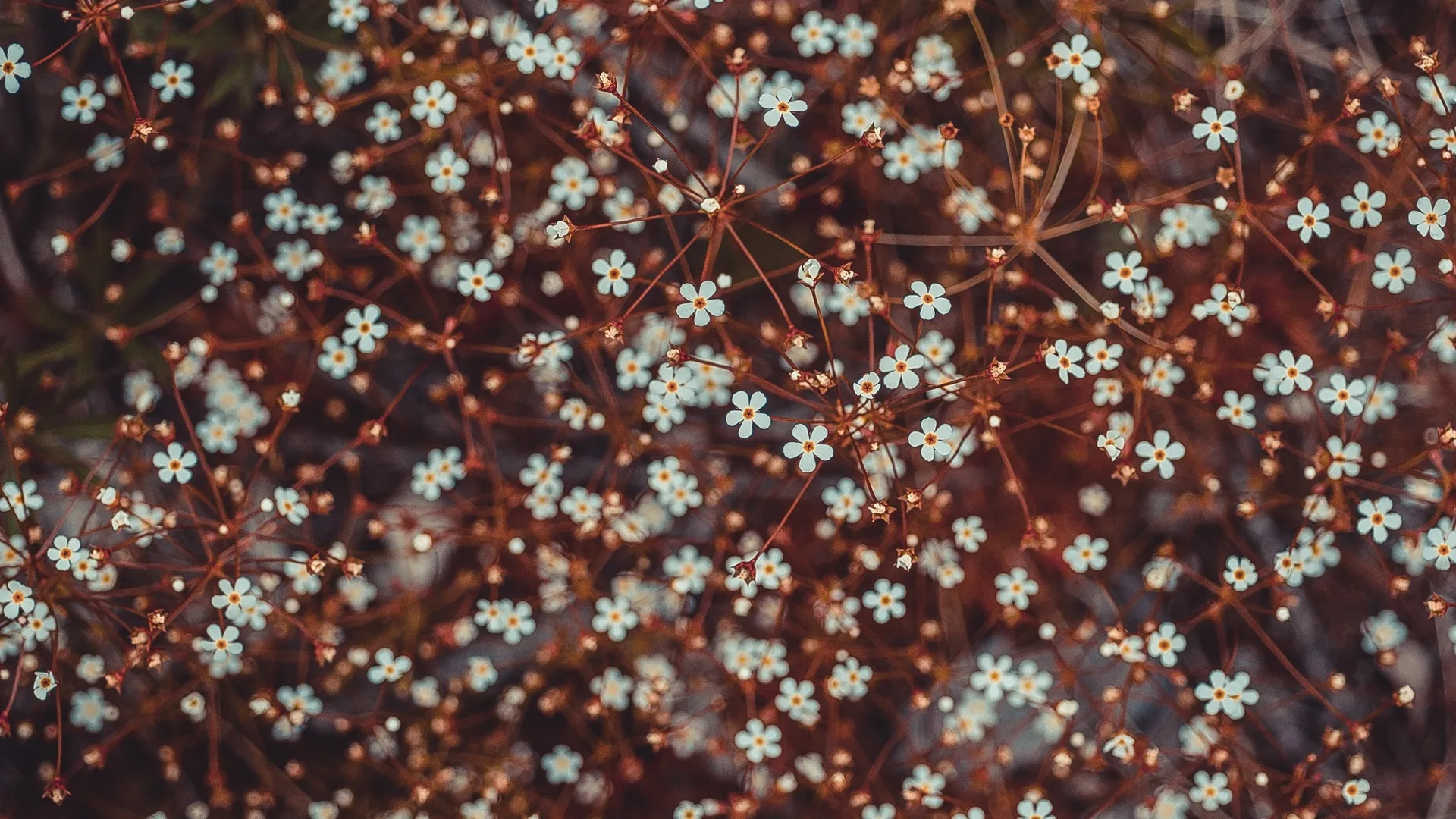 自然 花卉 植物 特写 散景 梅花 电脑壁纸 4K壁纸