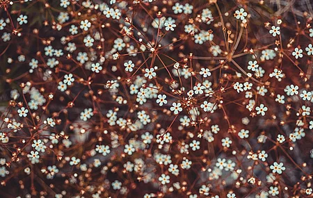 自然 花卉 植物 特写 散景 梅花 电脑壁纸 4K壁纸