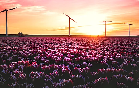 乡村 春天 花朵 日落 花朵 郁金香 黄色 粉红色 田野 绿色 风景 太阳 橙色  电脑壁纸 4K壁纸