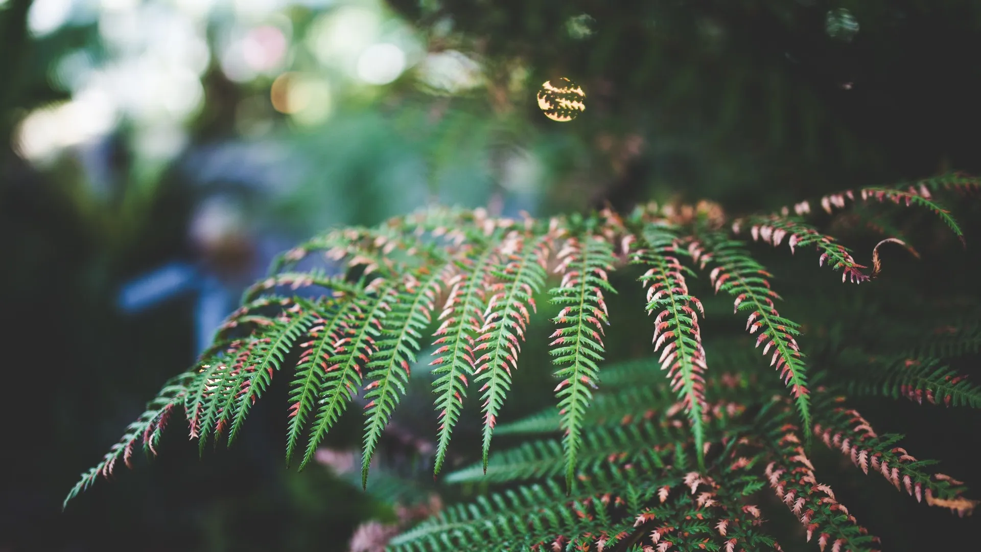 树叶 景深 散景 秋天 特写 自然  电脑壁纸 4K壁纸