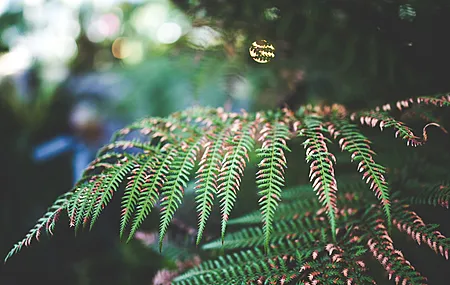 树叶 景深 散景 秋天 特写 自然  电脑壁纸 4K壁纸