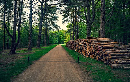 森林 木材 绿色 自然 道路 树木 环境 路径 木材  电脑壁纸 4K壁纸