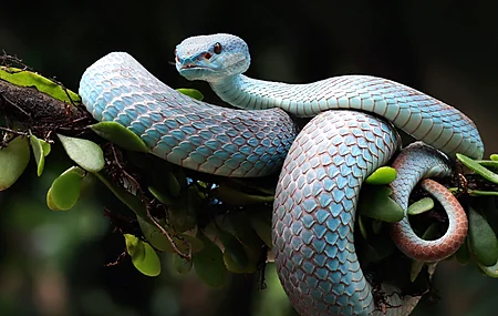 蛇 爬行动物 自然 树枝 景深 动物  电脑壁纸 4K壁纸