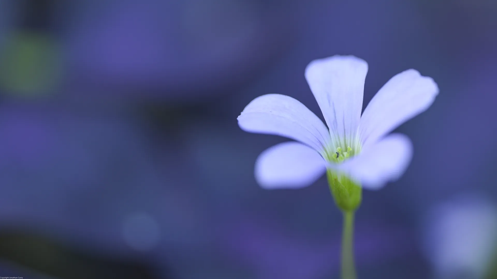 花卉 植物 自然 宏观 摄影 户外 紫色背景 花瓣 模糊 特写  电脑壁纸 4K壁纸