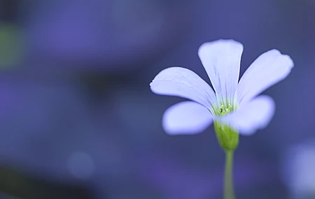 花卉 植物 自然 宏观 摄影 户外 紫色背景 花瓣 模糊 特写  电脑壁纸 4K壁纸