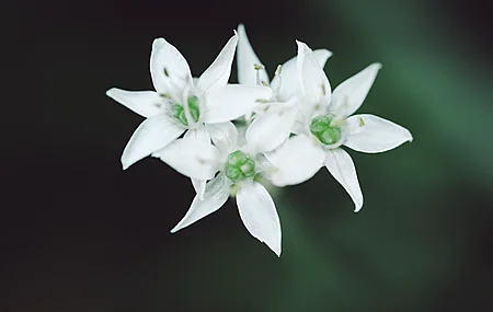 摄影 植物 自然 花卉 宏观 极简主义 特写  电脑壁纸 4K壁纸