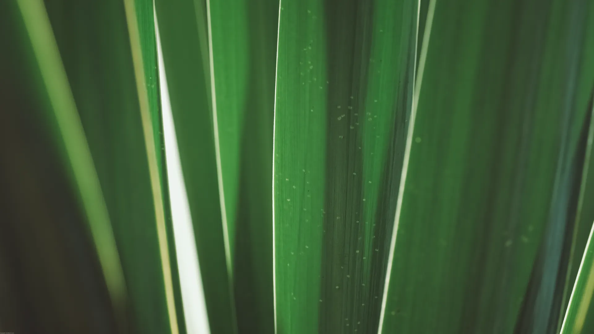植物 摄影 户外 自然 树叶 特写 极简主义  电脑壁纸 4K壁纸