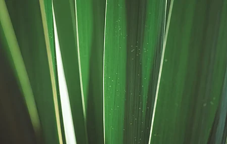 植物 摄影 户外 自然 树叶 特写 极简主义  电脑壁纸 4K壁纸