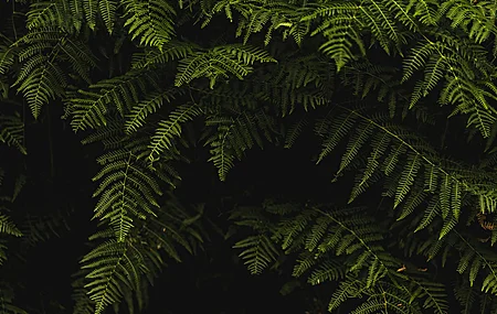 叶子 植物 自然 绿色 阴影 特写  电脑壁纸 4K壁纸 绿色 护眼