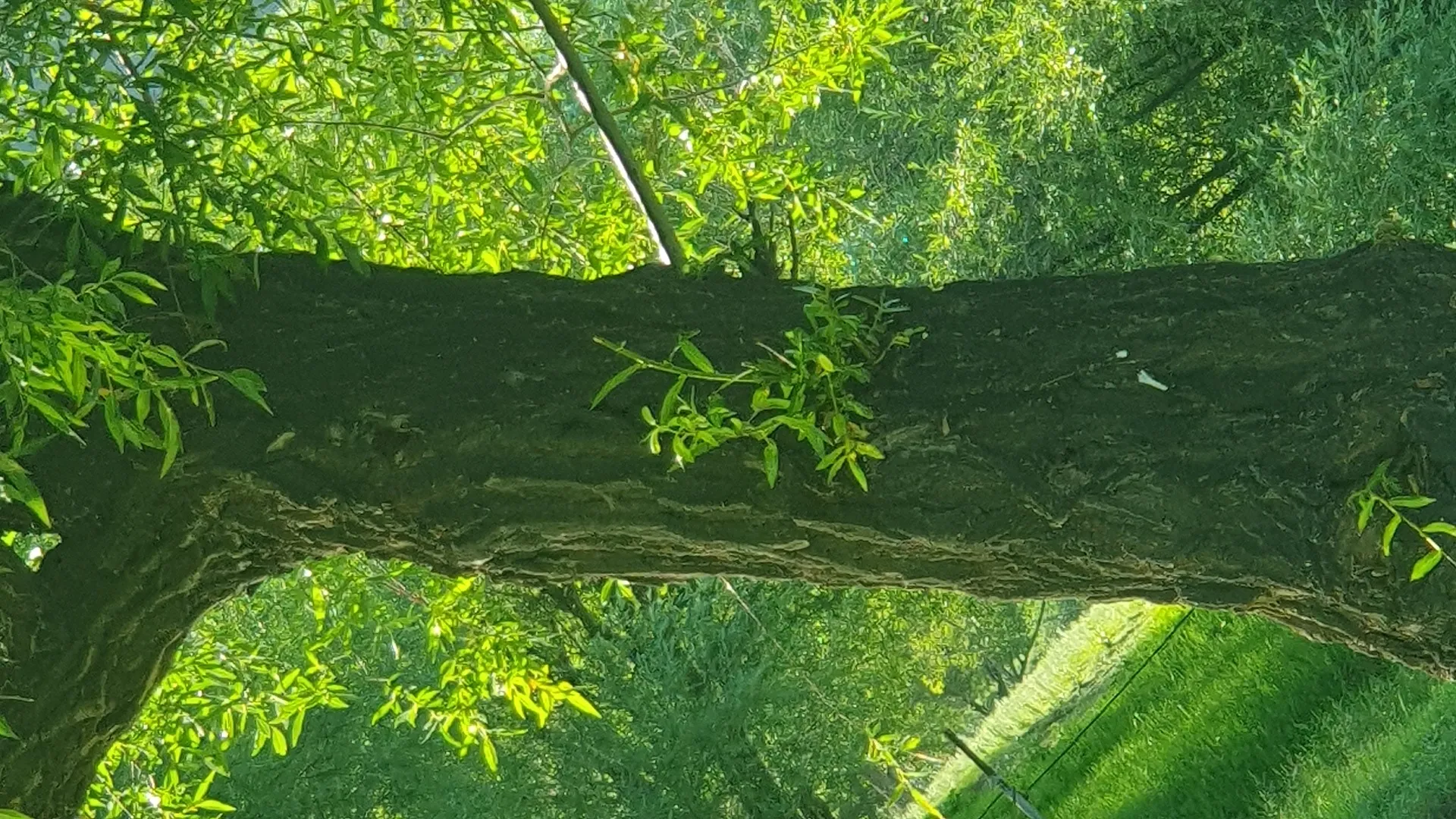 自然 绿色 树木 草 树叶 清新 护眼 电脑壁纸 4K壁纸