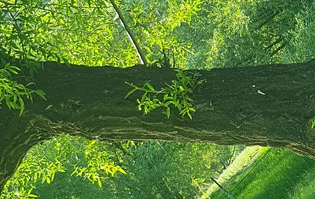 自然 绿色 树木 草 树叶 清新 护眼 电脑壁纸 4K壁纸