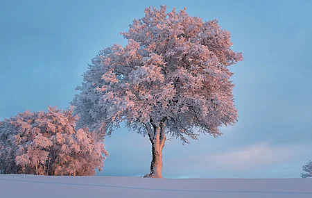 白色 粉色 树木 雪 晴朗 天空 云 自然 明亮  电脑壁纸 4K壁纸