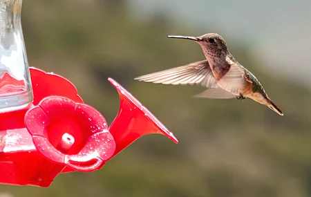 自然 蜂鸟 鸟类 动物 模糊 飞行 翅膀 特写  电脑壁纸 4K壁纸