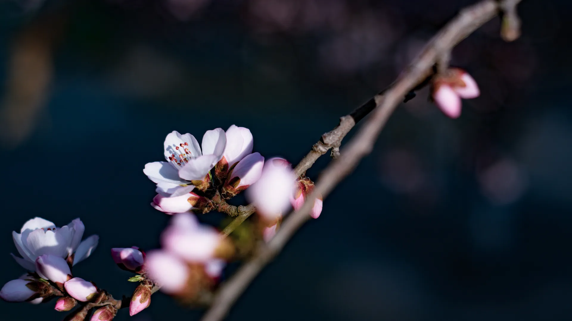 花朵 花瓣 自然 特写 景深 树枝  电脑壁纸 4K壁纸