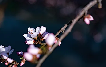 花朵 花瓣 自然 特写 景深 树枝  电脑壁纸 4K壁纸