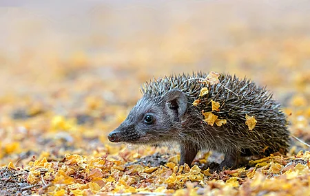 动物 刺猬 自然 户外 模糊 叶子 落叶 秋天 特写   电脑壁纸 4K壁纸
